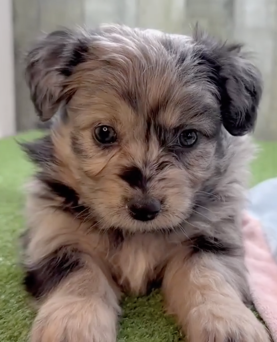 gray merle aussiechon looking at the camera